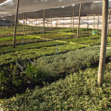 Diversión en Casa: Cómo involucrar a los niños en el cuidado de plantas