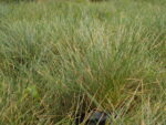 FESTUCA_GLAUCA (2)