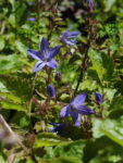 Campanula (2)